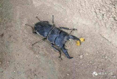 爆料虫子玩具有毒吗视频,爆料虫子玩具疑含毒素，家长需警惕！  第1张