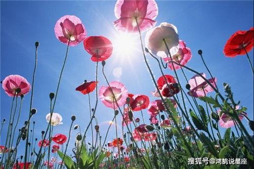 虞美人爆料日本视频大全,日本视频大全背后的秘密与真相 第3张 虞美人爆料日本视频大全,日本视频大全背后的秘密与真相 第3张