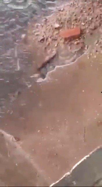 最新老鼠爆料新闻视频播放,揭秘娱乐圈惊人内幕  第2张