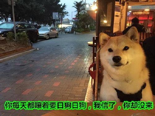 狗狗最新爆料文案短句子,宠物界的最新爆料！