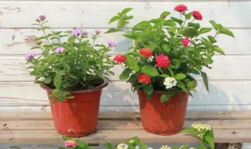 仆人v6最新爆料视频,揭秘神秘视频背后的惊人真相 第3张 仆人v6最新爆料视频,揭秘神秘视频背后的惊人真相 第3张