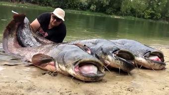 娱乐圈爆料鲶鱼是谁,娱乐圈神秘人物“鲶鱼”身份揭秘  第1张