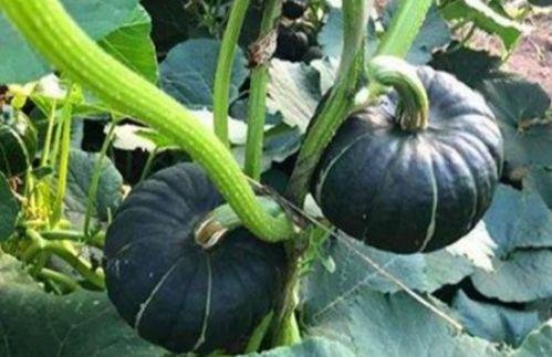 网红吃瓜微信号是什么,带你领略娱乐圈幕后风云