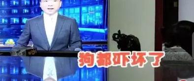 新闻爆料搞笑视频素材,笑料百出!新闻爆料搞笑视频盘点 第2张 新闻爆料搞笑视频素材,笑料百出!新闻爆料搞笑视频盘点 第2张