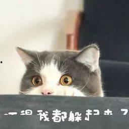 最新爆料肥猫图片  第2张