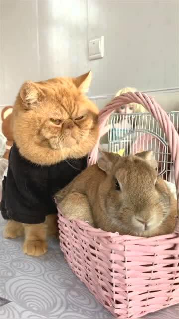 最新爆料肥猫图片  第3张