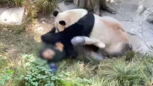 长春爆料熊猫游泳视频,萌翻网友