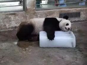 长春爆料熊猫游泳视频,萌翻网友  第3张