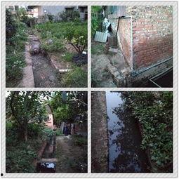 成都养猪场爆料视频,揭秘养殖场内幕