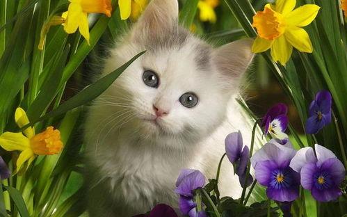 猫猫子闺蜜爆料视频,揭秘不为人知的幕后故事