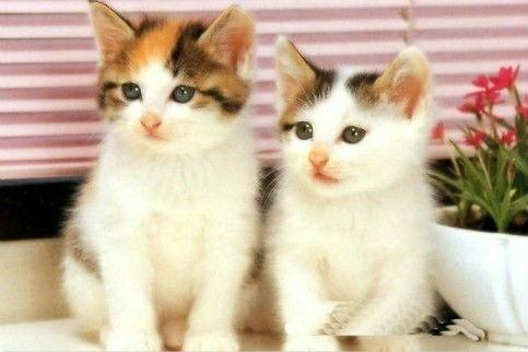 猫猫子闺蜜爆料视频,揭秘不为人知的幕后故事  第3张