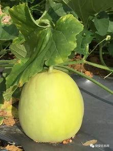 什么网站可以免费吃瓜,跟随这些网站畅享娱乐盛宴