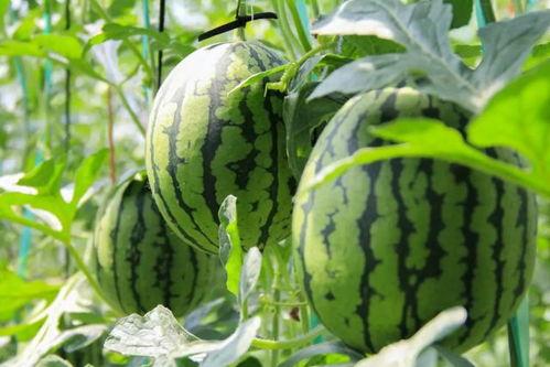 什么网站可以免费吃瓜,跟随这些网站畅享娱乐盛宴 第2张 什么网站可以免费吃瓜,跟随这些网站畅享娱乐盛宴 第2张