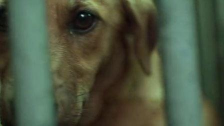 台湾狗崽爆料曲线视频在线观看,揭秘网络热点背后的真相