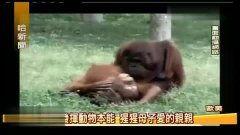 台湾狗崽爆料曲线视频在线观看,揭秘网络热点背后的真相  第2张